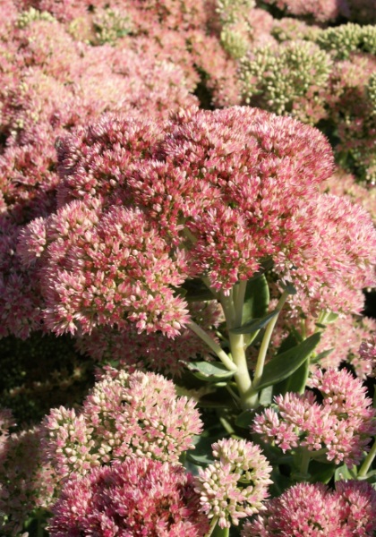 SEDUM X AUTUMN FIRE #1