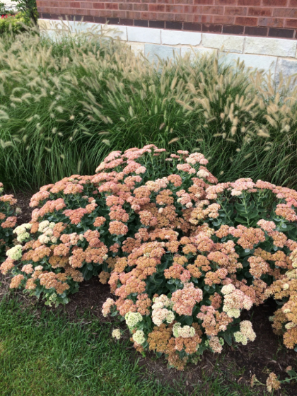 SEDUM SPE AUTUMN JOY #1