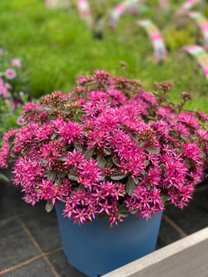 SEDUM SPU SPOT ON DEEP ROSE #1