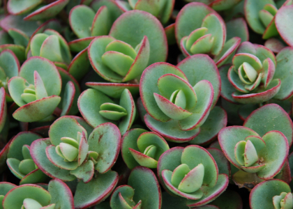 SEDUM SNSPRKL LIME ZINGER #1