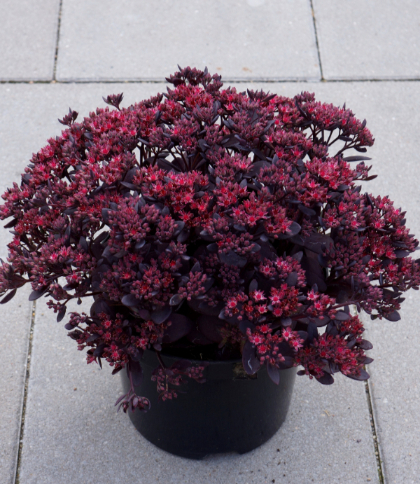 SEDUM SNSPRKL PLUM DAZZLED#1