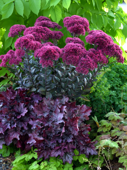 SEDUM THUNDERHEAD #1