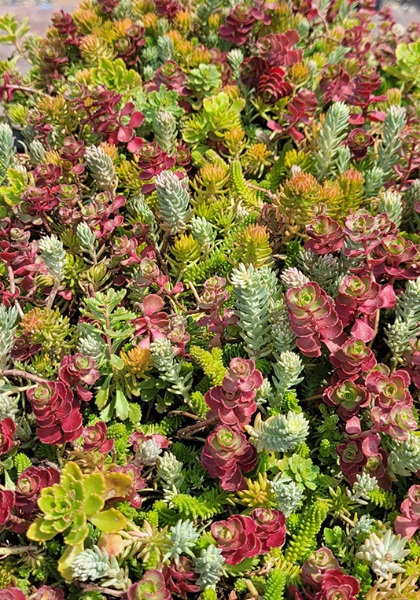 SEDUM LIVE COLORSPLASH10X20TILE