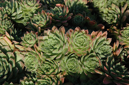 SEMP CARMEN 4"/10T HENS & CHICKS