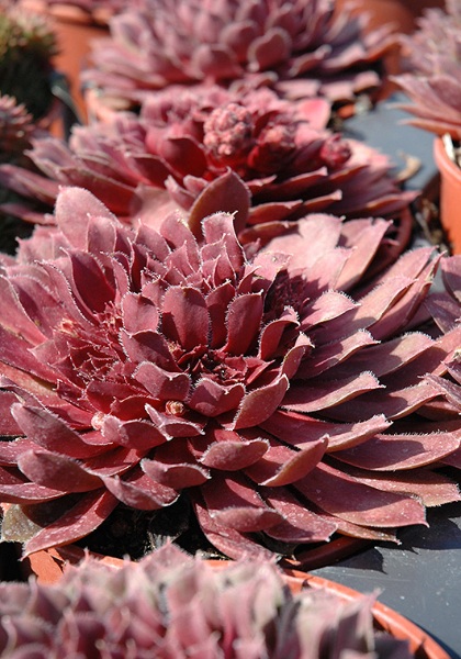 SEMP ROYAL RUBY 4"/10T HENS&CHIC