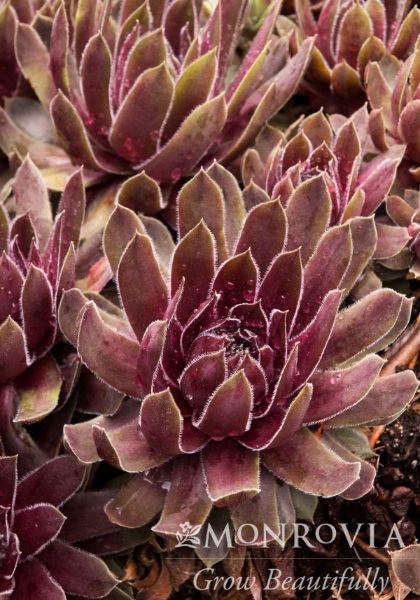 SEMP RUBY HEART 4"/10THENS&CHICK