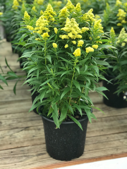 SOLIDAGO LITTLE LEMON #1