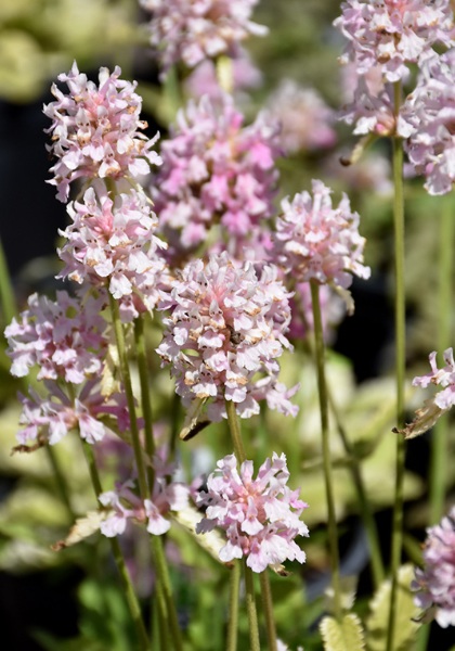 STACHY OFF PINK COTTON CANDY #1