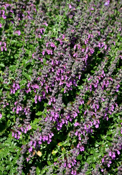TEUCRIUM CHAM GERMANDER #1