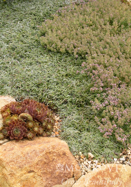 THYMUS PSE WOOLY THYME 2.25"/24T