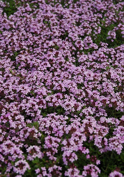 THYMUS COC RED CREEPING 4"/10T