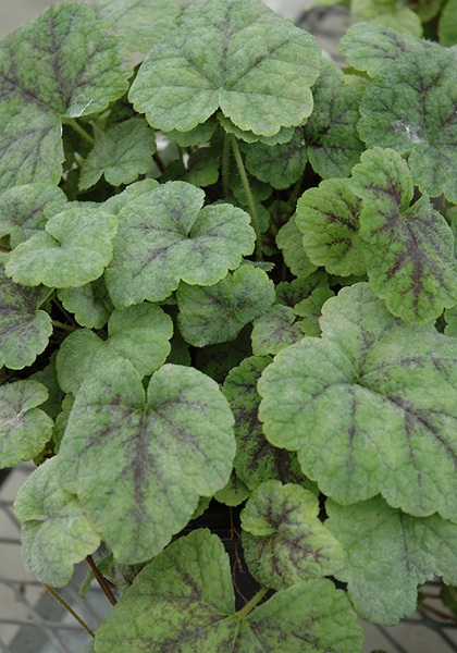 TIARELLA RUNNING TAPESTRY #1