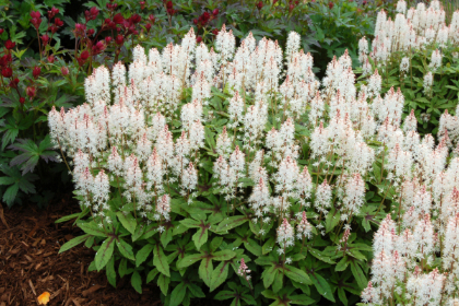 TIARELLA SPRING SYMPHONY #1