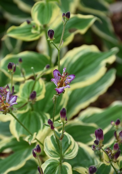 TRICY FOR SAMURAI TOAD LILY #1