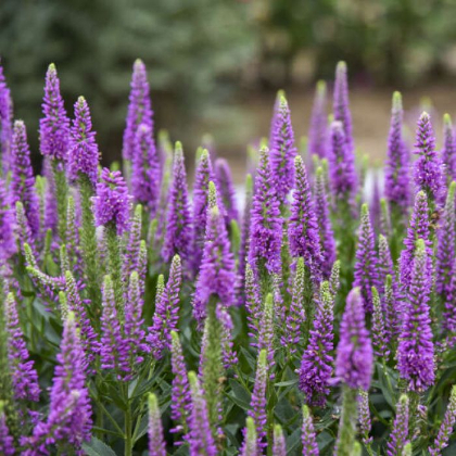 VERON DA VINCI DELIGHT #1