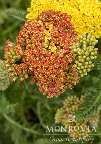 ACHILL DESERT EVE TERRACOTTA #1