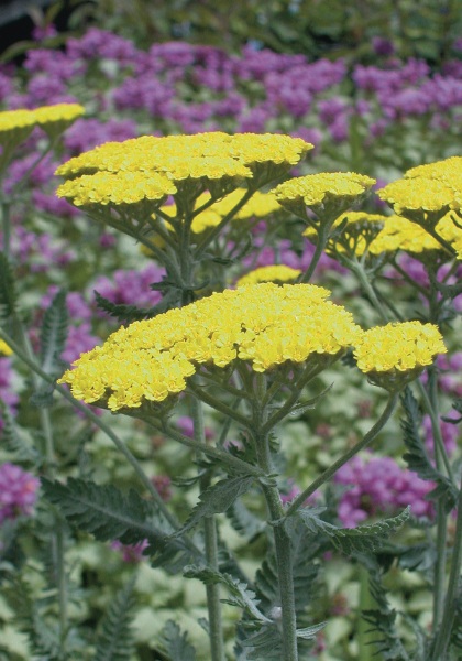 ACHILL X MOONSHINE #1 YARROW