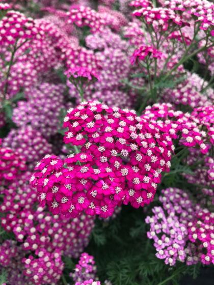 ACHILL MIL NEW VINTAGE VIOLET #1