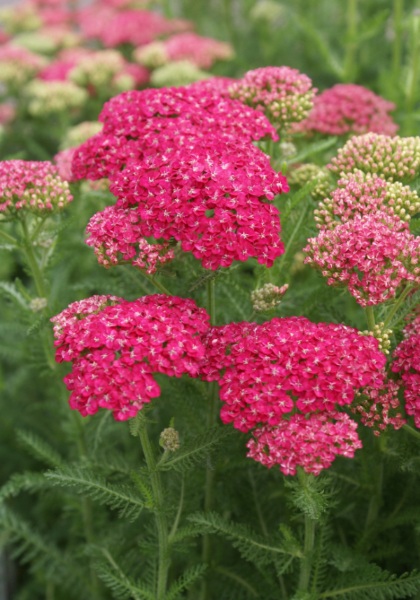 ACHILL MIL SAUCY SEDUCTION #1YAR