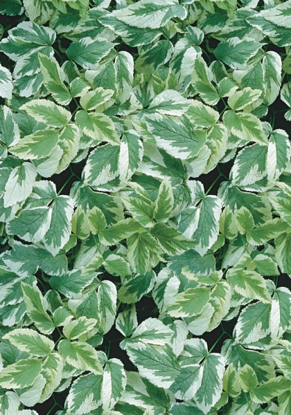 AEGOP SNOW ON THE MOUTAIN 4"/10T