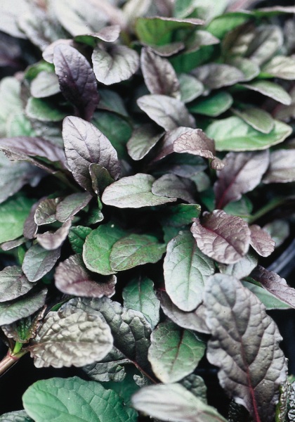 AJUGA REP BRONZE BEAUTY 10CELL/4