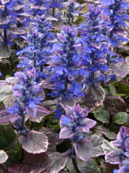 AJUGA RE BURGUNDY GLOW 10CELL/4"