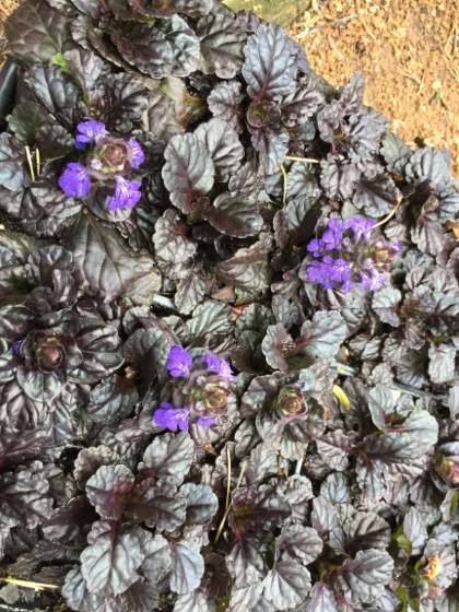 AJUGA BLACK SCALLOP #1