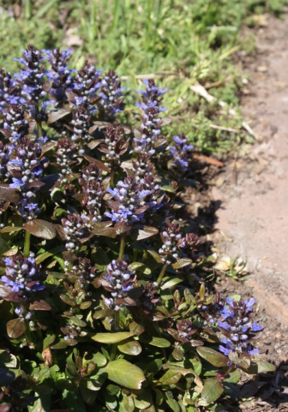 AJUGA X CHOCOLATE CHIP 10CELL/4"