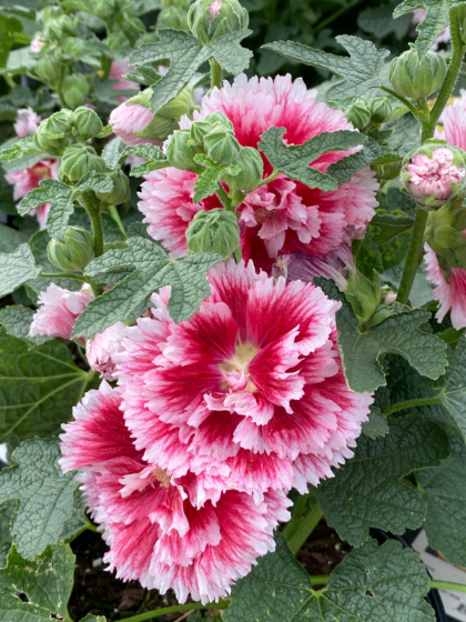 ALCEA ROS FIESTA TIME #2