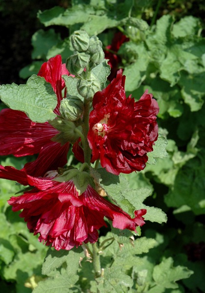 ALCEA ROS SPRING CELEB CRIMSON#1