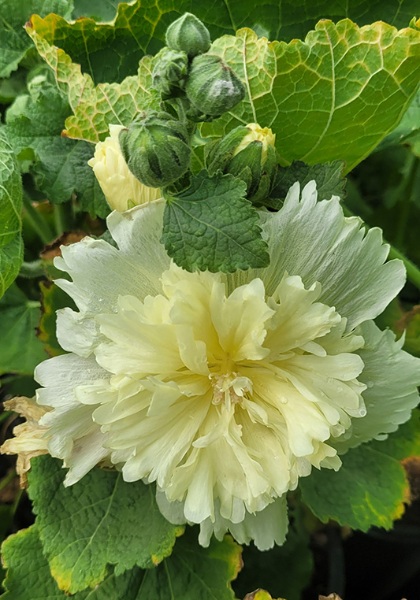 ALCEA ROS SPRING CELEB LEMON #1