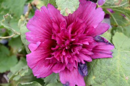 ALCEA ROS SPRING CELEB PURPLE #1