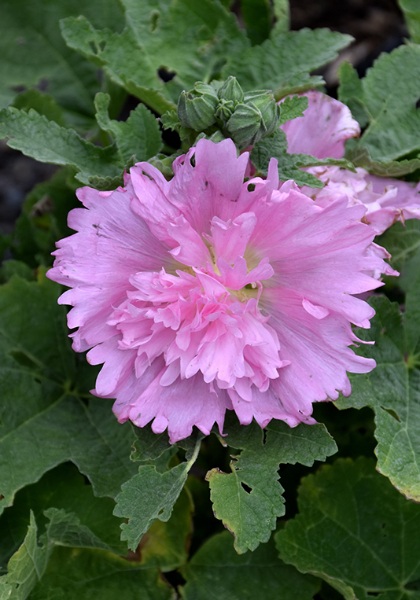 ALCEA ROS SPRING CELEB PINK #1
