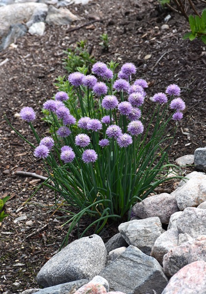 ALLIUM SCHOENOPRASUM #1 CHIVE