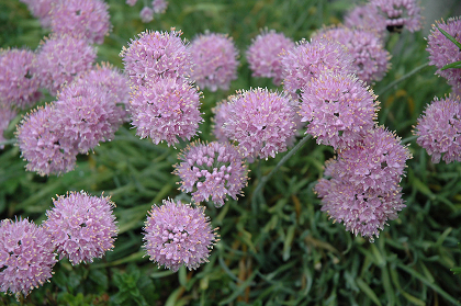 ALLIUM SEN GLAUCUM #1