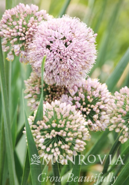 ALLIUM BUBBLE BATH #2