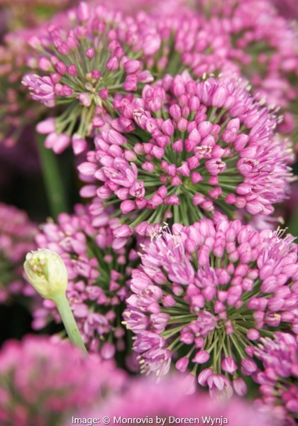 ALLIUM COLBALT MILLENIUM #1