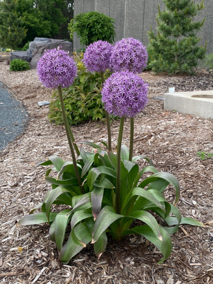 ALLIUM GLOBEMASTER #2