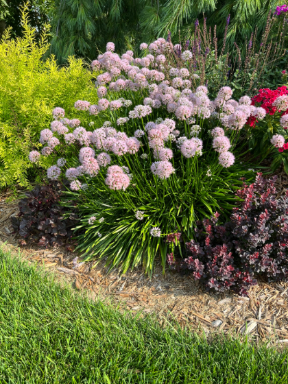 ALLIUM TAN SUMMER BEAUTY #1