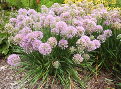 ALLIUM SERENDIPITY #1 PW