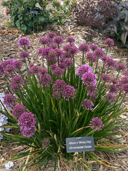 ALLIUM X WINDY CITY #1