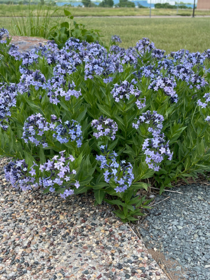 AMSONIA X BLUE ICE #1