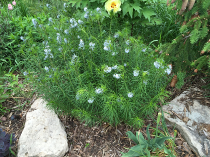 AMSONIA X HUBRICHTII #1