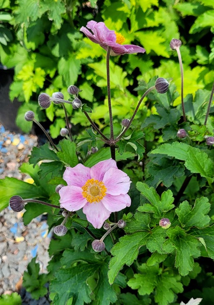 ANEMONE HUP PINK SAUCERS #1