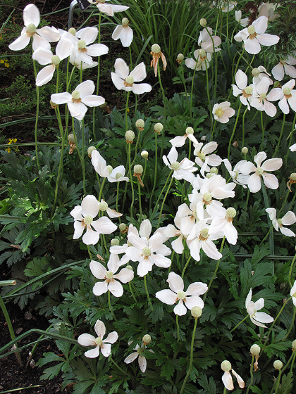 ANEMONE SYL SNOWDROP #1