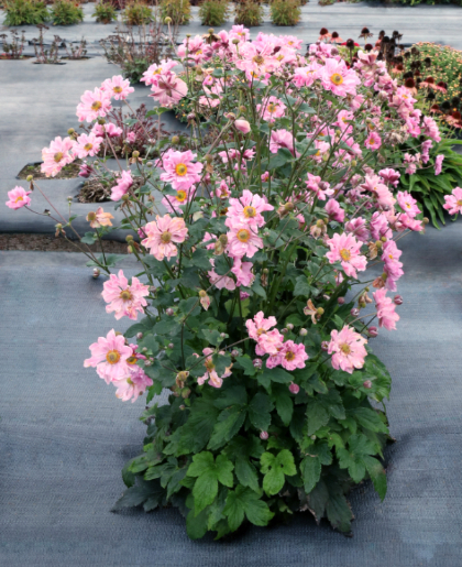 ANEMONE HARLEQUIN CAMEO #1