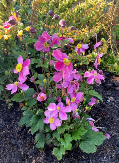 ANEM X SATIN DOLL ROSE #1