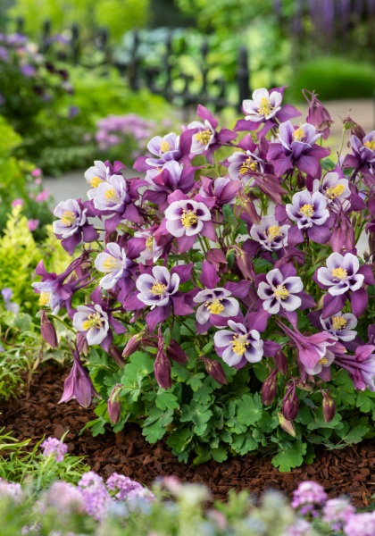 AQUIL EARLYBIRD PURPLE WHITE #1