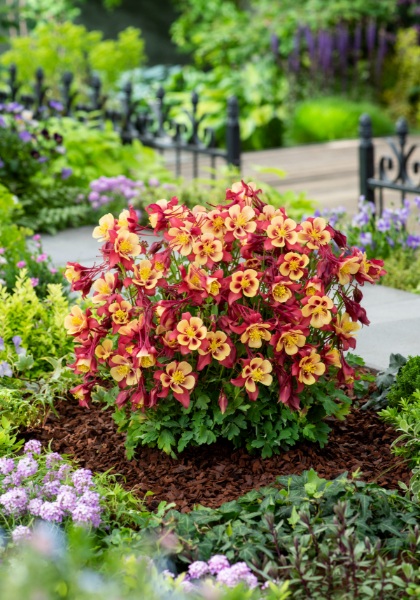 AQUIL EARLYBIRD RED YELLOW #1