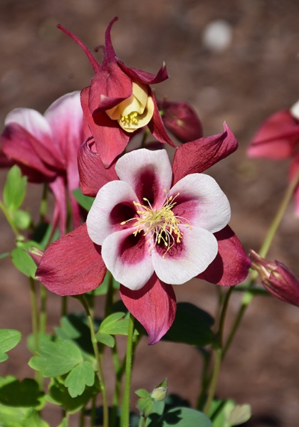 AQUIL EARLYBIRD RED WHITE #1